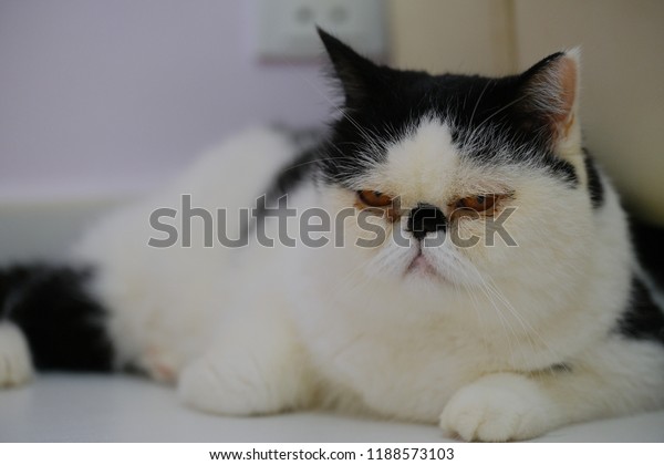 Cute Exotic Shorthair Cat Persian Kitten Stock Photo Edit Now