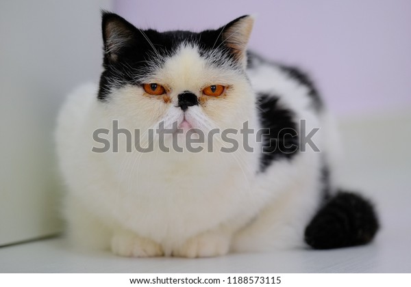 Cute Exotic Shorthair Cat Persian Kitten Stock Photo Edit Now