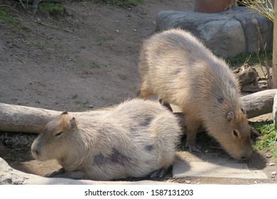 Cute Face Animal Capybara Relaxing Stock Photo 1587131203 | Shutterstock