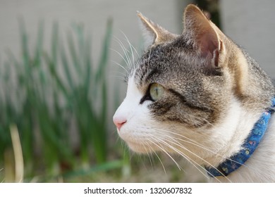 
Cute face of a domestic cat - Shutterstock ID 1320607832