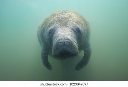 Cute Face Of A Manatee Underwater