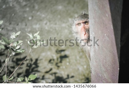 Cute face of monkey behind wooden pole