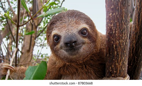 Cute Face Of Young Three-toed Sloth, Costa Rica, Central America