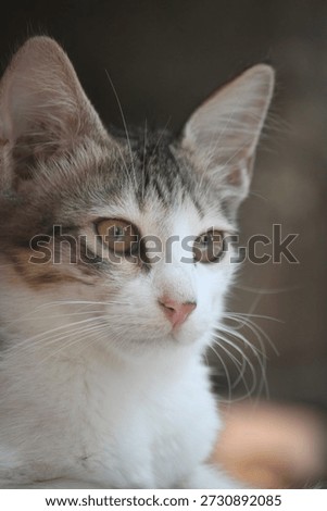 A cute faced staring kitty