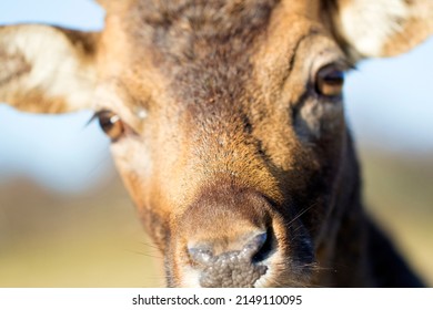 Cute Fallow Deer Male Close Up