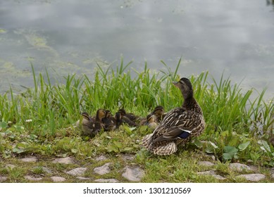 Cute family of ducks 