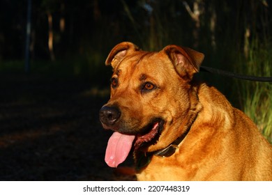 Cute Family Pet Dog Staffordshire Bull Terrier Cross Breed