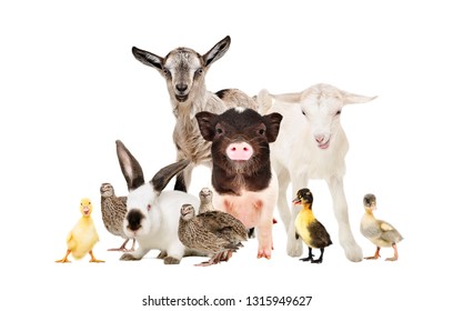 Cute Farm Animals Together Isolated On White Background