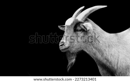 Cute Farm Goat Closeup Head