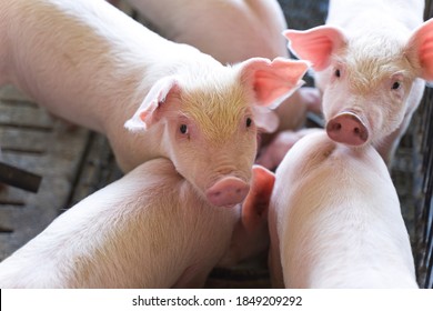 Cute Farm Pig,Small Piglet Waiting Feed In The Farm