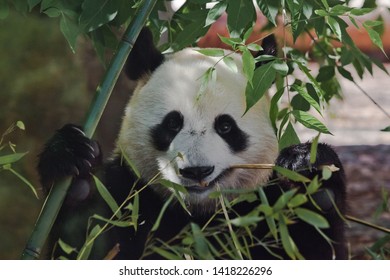 A cute fat bamboo bear large panda close-up among the greens is eating bamboo. portrait.