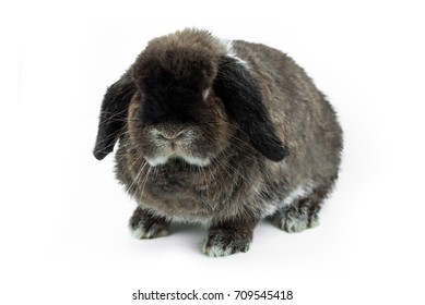 Cute Fat Gray Rabbit, Breed Holland Lop on White Background