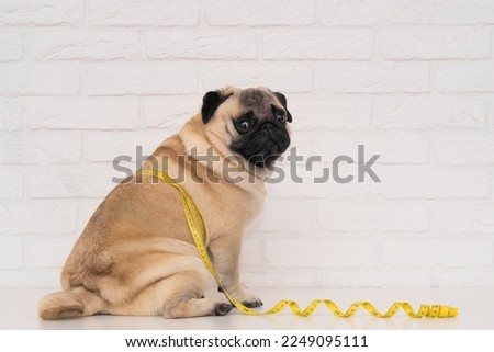 A cute fat pug sits wrapped in a yellow measuring tape near a white brick wall. The concept of diet and the fight against obesity in dogs