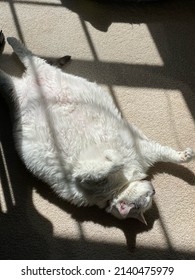 Cute Fat White Cat Sunbathing