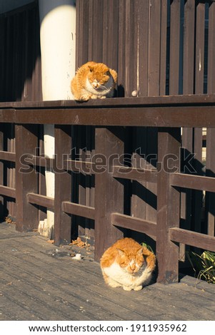 Cute fat yellow cats sitting at wooden fence