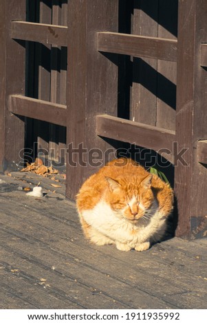 Cute fat yellow sleepy cat sitting at wooden ground with sun light