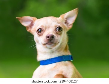 A Cute Fawn Colored Chihuahua Dog Outdoors