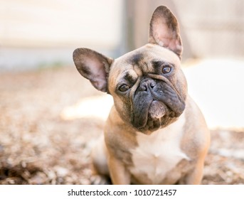 A cute fawn colored French Bulldog - Powered by Shutterstock