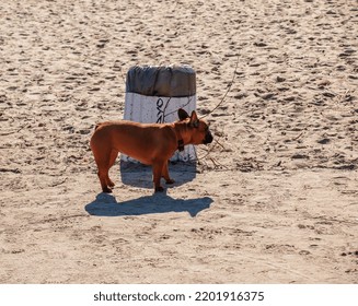 Cute Fawn French Bulldog On The Beach.