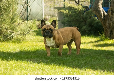 A cute fawn french bulldog running on the green grass. French Bulldogs are dog companions.