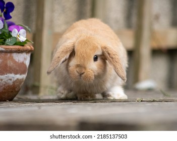 Cute Fawn Mini Lop Baby