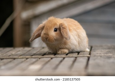 Cute Fawn Mini Lop Baby