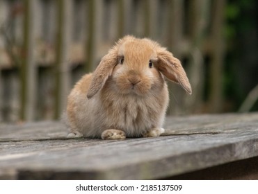 Cute Fawn Mini Lop Baby