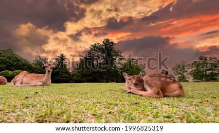 Cute fawn sleeping on the green field with beautiful sunset sky background
