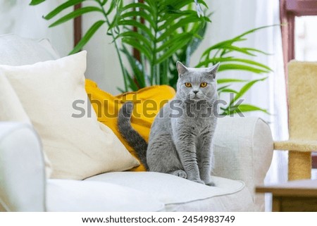 Similar – Image, Stock Photo Cute domestic British shorthair golden cat sitting on wooden surface in apartment and looking away