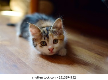 Dilute Calico Cat Images Stock Photos Vectors Shutterstock