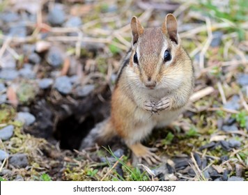 Cute Female Chipmunk Posing Outside Of Her Burrow