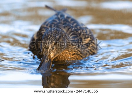 cute female mallard duck swimming on water surface (Anas platyrhynchos)