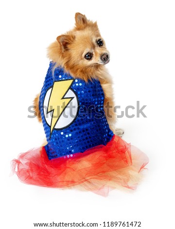 Cute female Pomeranian dog wearing suoer hero Halloween costume, facing back and turning to look forward