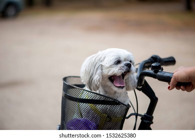 Cute female shih tzu dog portrait sitting in a bicycle basket