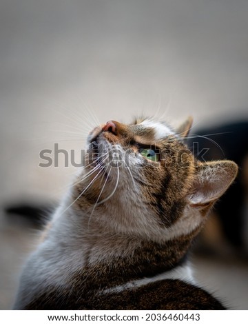 Cute Female stray cat with beautiful green eyes, close-up photo of cat animal