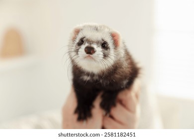 Cute ferret on blurred background. Domestic pet