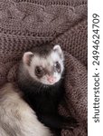 The cute ferret rest on bed