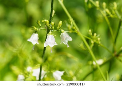 Cute Firefly Blossom Blooming In The Meadow