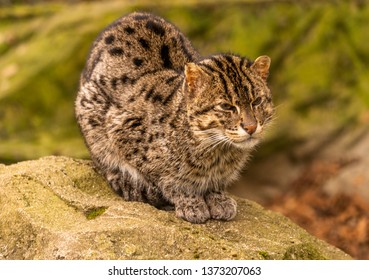 Cute Fishing Cat On A Rock