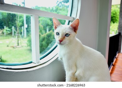 Cute flame point Siamese cat with blue eye on wooden table selective focus