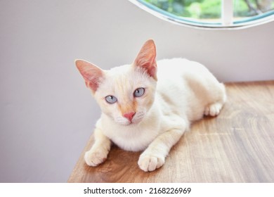 Cute flame point Siamese cat with blue eye on wooden table selective focus