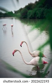 Cute Flamingos Family In South Of France ( La Camargues )