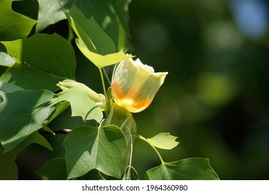 Cute Flower of  American tulip tree