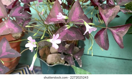 A cute flower whose leaves are shaped like a butterfly.