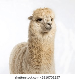 Cute fluffy alpaca looking at the camera