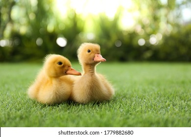 Cute fluffy baby ducklings on green grass outdoors - Powered by Shutterstock