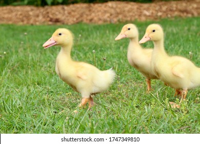 Pekin Duckling Images Stock Photos Vectors Shutterstock