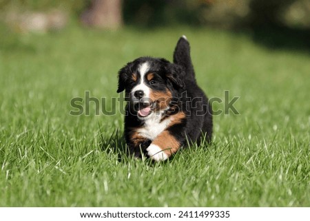 Cute fluffy Bernese Mountain Dog puppy in the garden