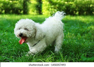 Cute Fluffy Bichon Frise Dog On Green Grass In Park