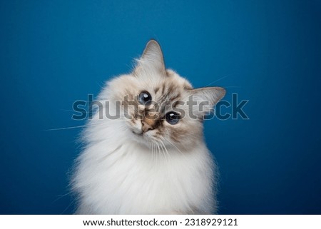 cute fluffy birman cat portrait. the cat is tilting it's head looking at the camera curiously. studio shot on blue background with copy space